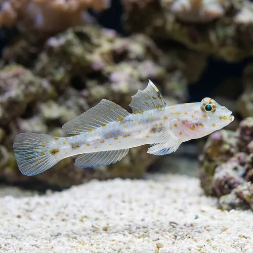 Common Fusegoby