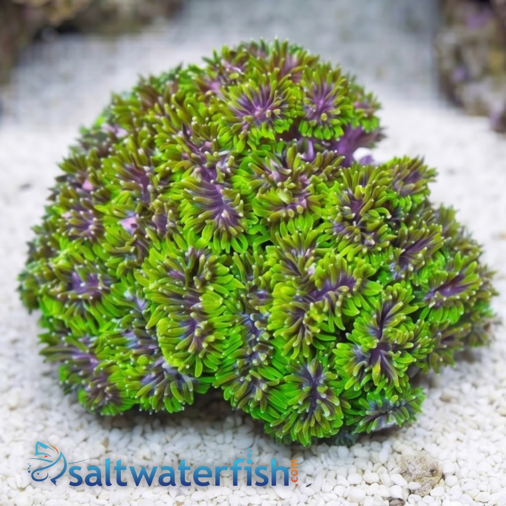Galaxea Coral: Green - Central Pacific