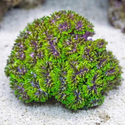 Galaxea Coral: Green - Central Pacific