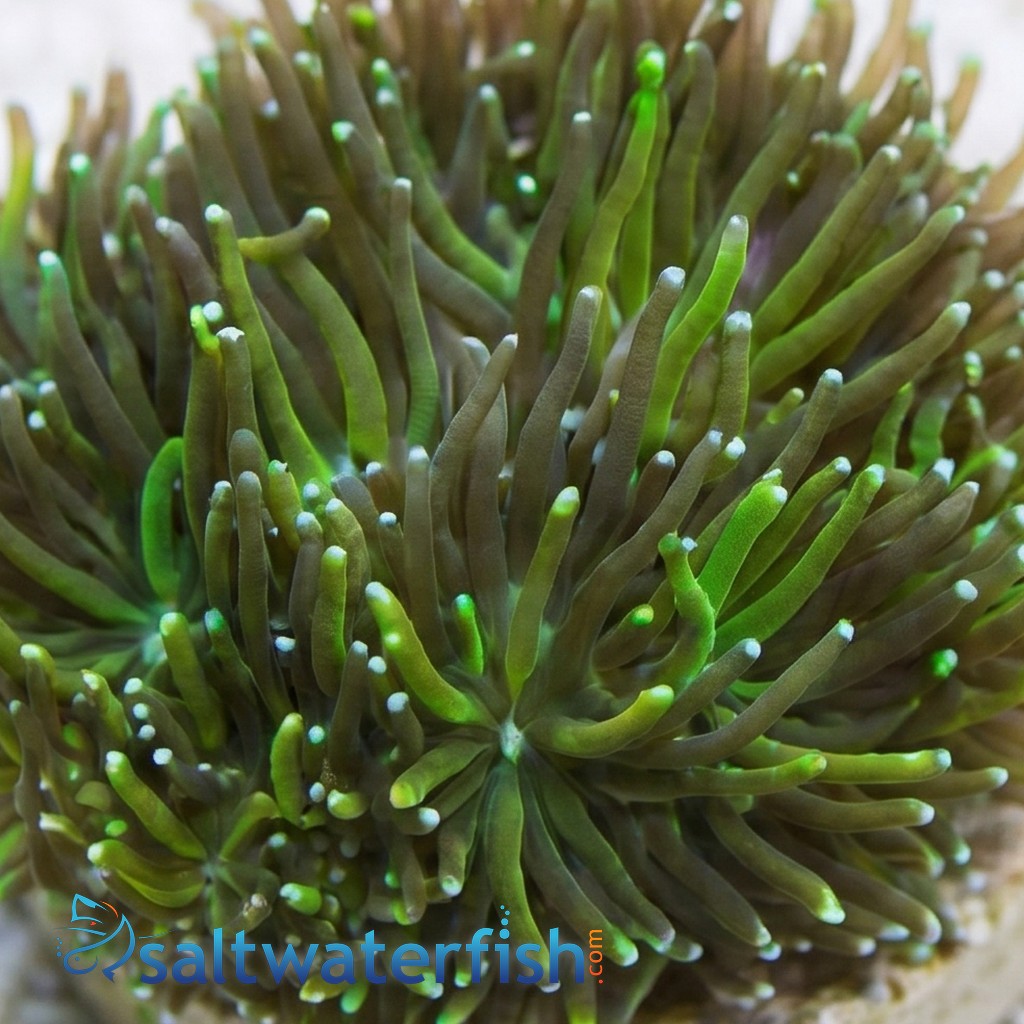 Galaxea Coral - Caribbean