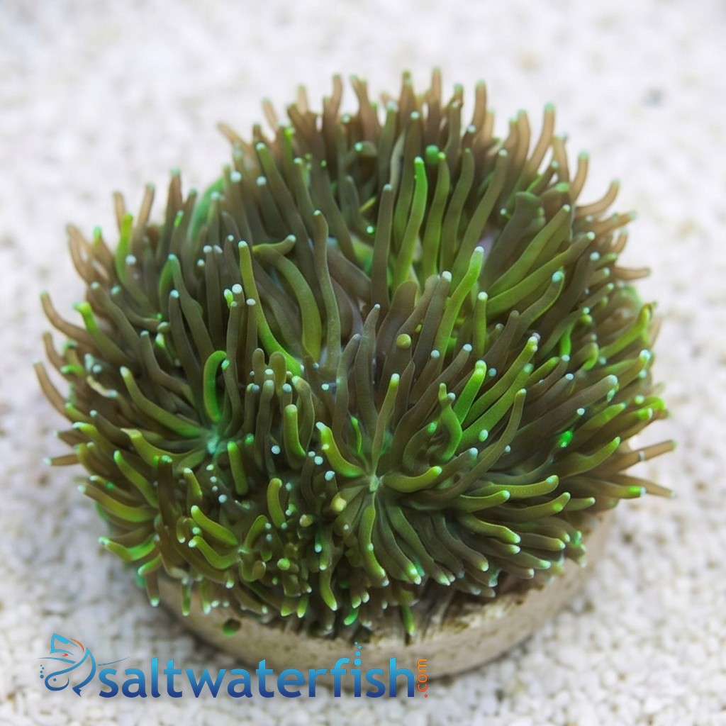 Galaxea Coral - Caribbean