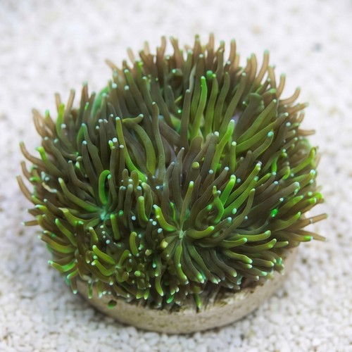 Galaxea Coral - Caribbean