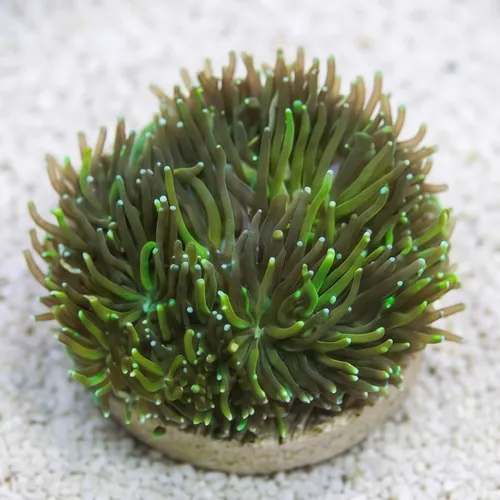 Galaxea Coral - Caribbean
