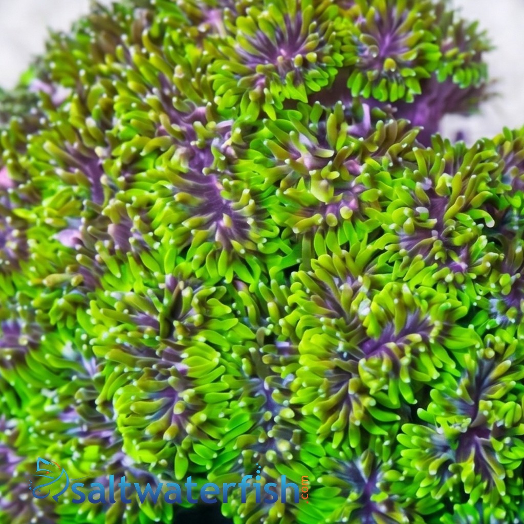 Galaxea Coral