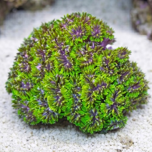 Galaxea Coral