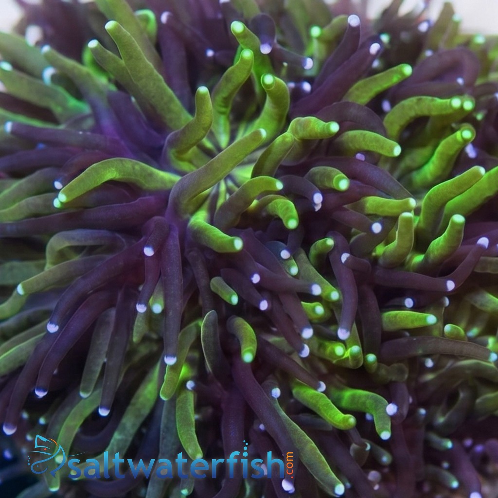 Galaxea Coral: Seaside - Aquacultured
