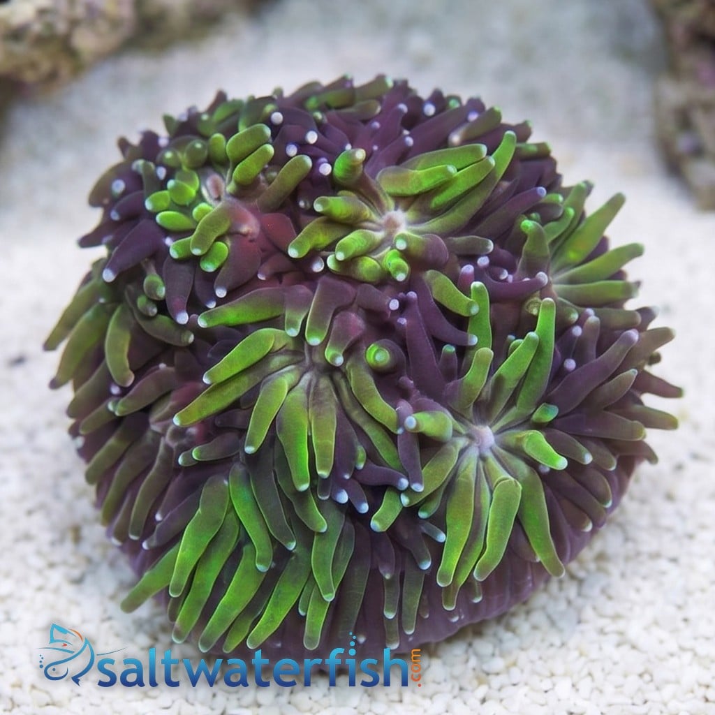 Galaxea Coral: Seaside - Aquacultured