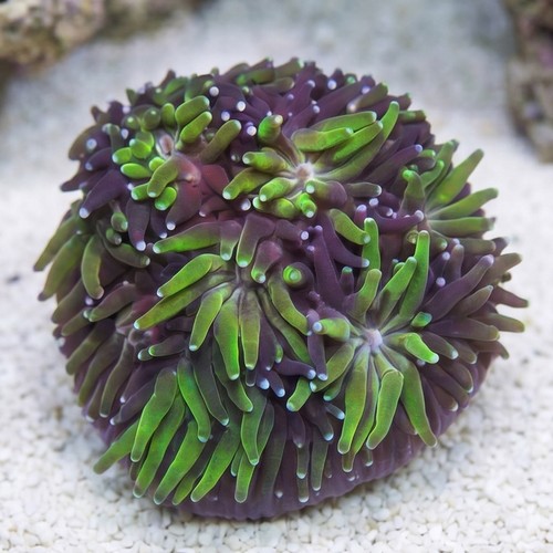 Galaxea Coral: Seaside - Aquacultured
