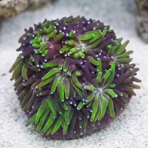 Galaxea Coral: Seaside - Aquacultured