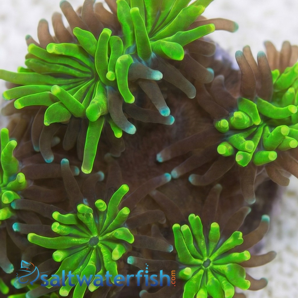 Galaxea Coral: Neon Green - Aquacultured