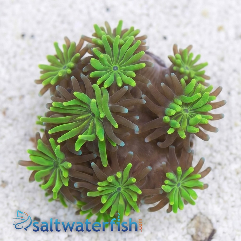 Galaxea Coral: Neon Green - Aquacultured