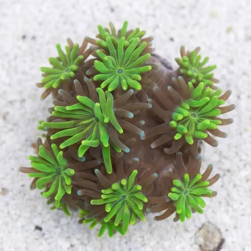 Galaxea Coral: Neon Green - Aquacultured