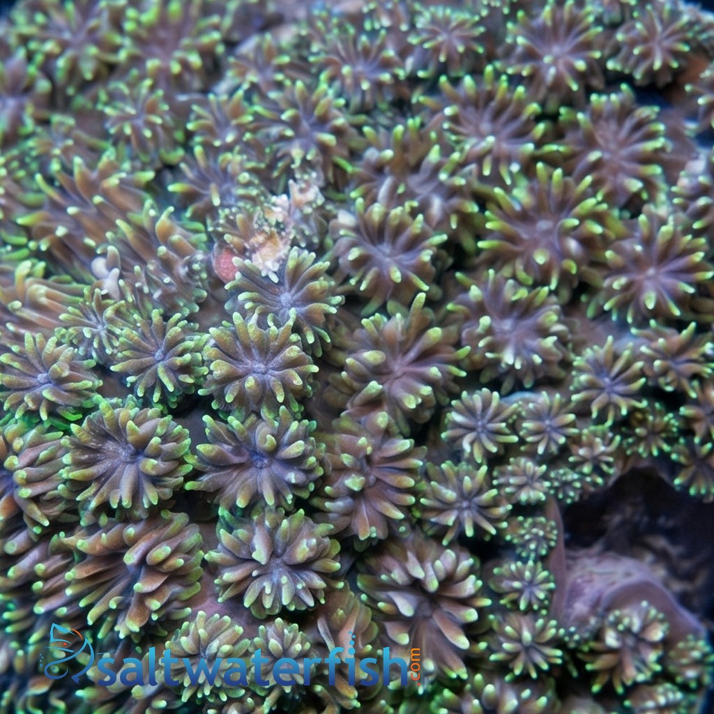 Galaxea Coral: Green - Fiji
