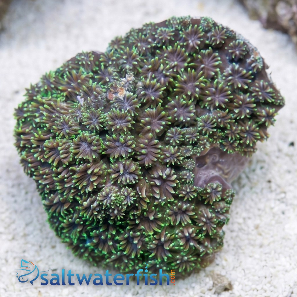 Galaxea Coral: Green - Fiji
