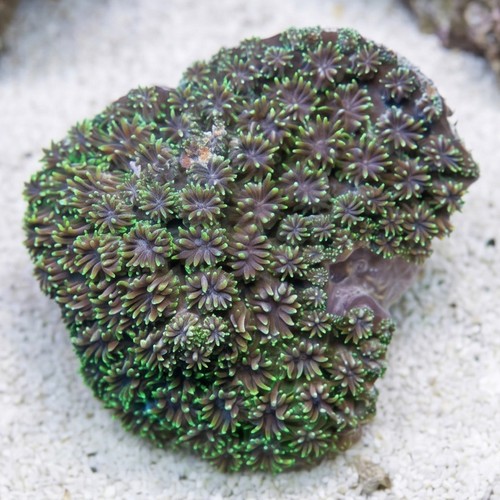 Galaxea Coral: Green - Fiji