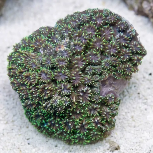 Galaxea Coral: Green - Fiji
