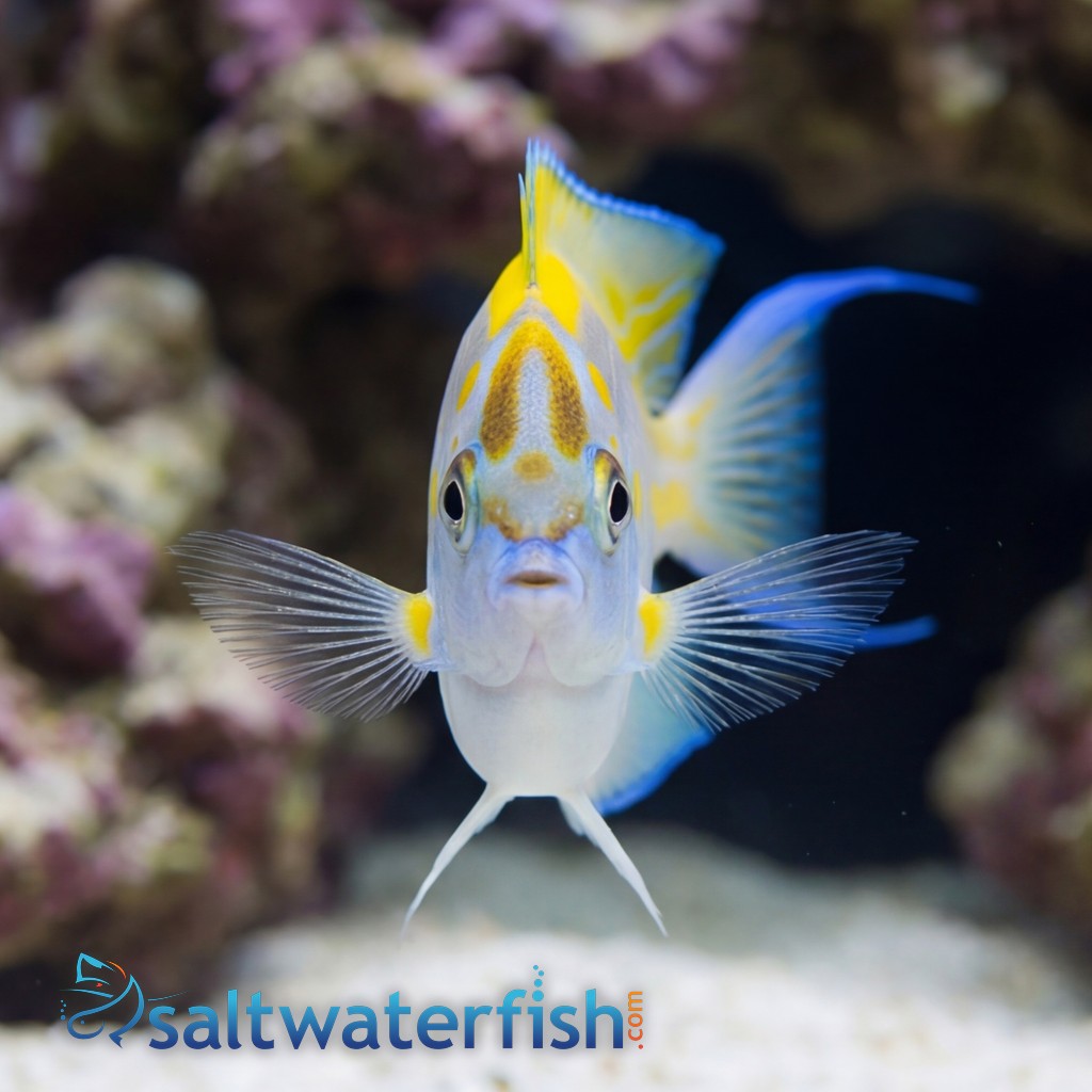 Bellus Angelfish