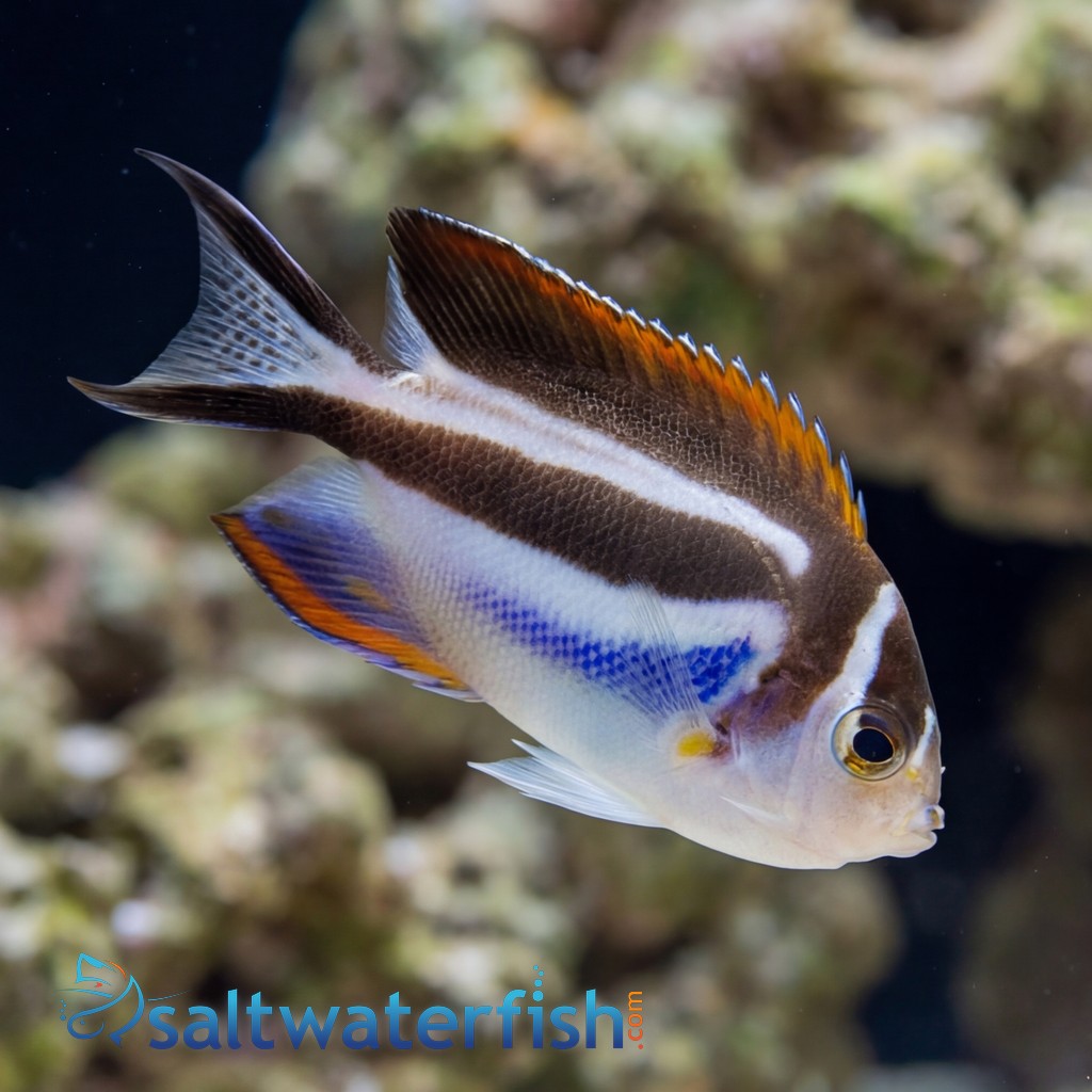 Bellus Angelfish