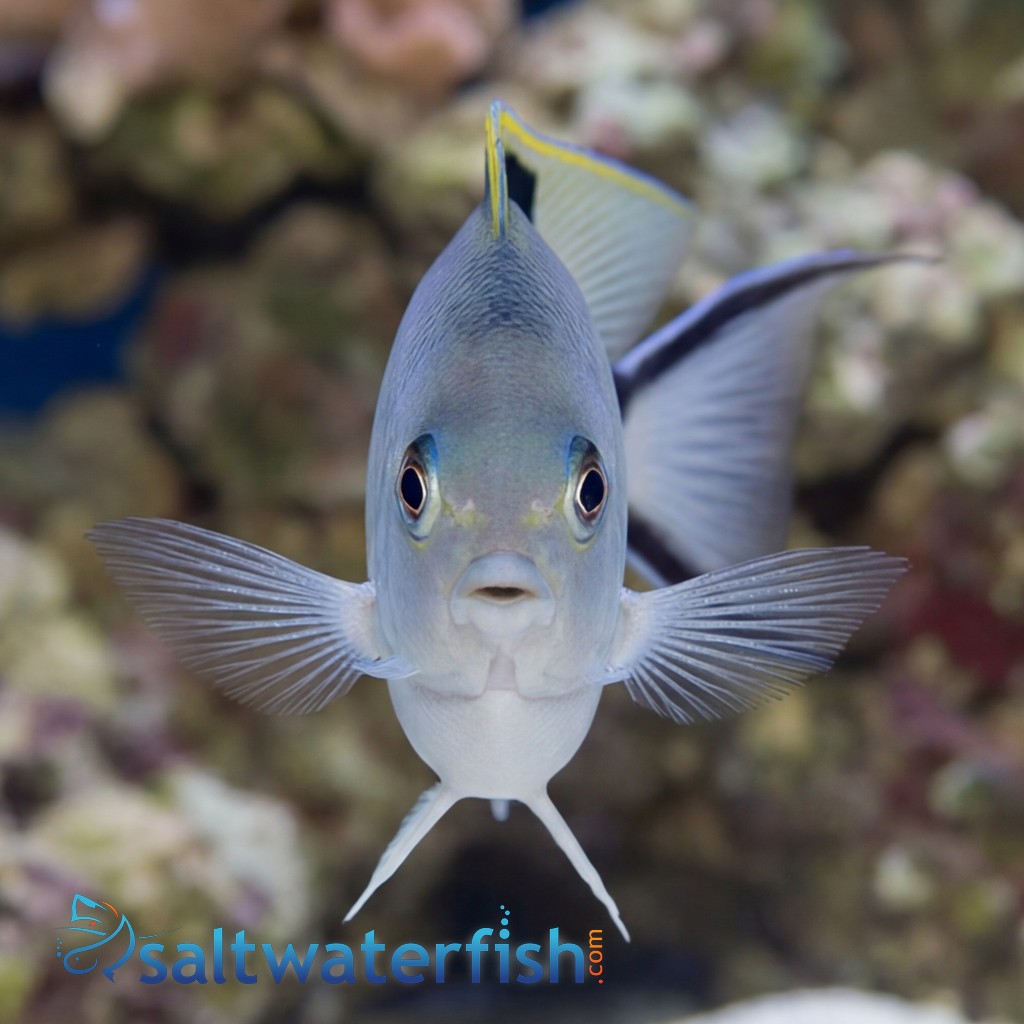 Zebra Angelfish
