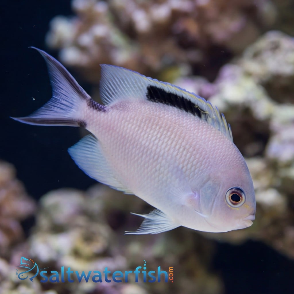 Zebra Angelfish
