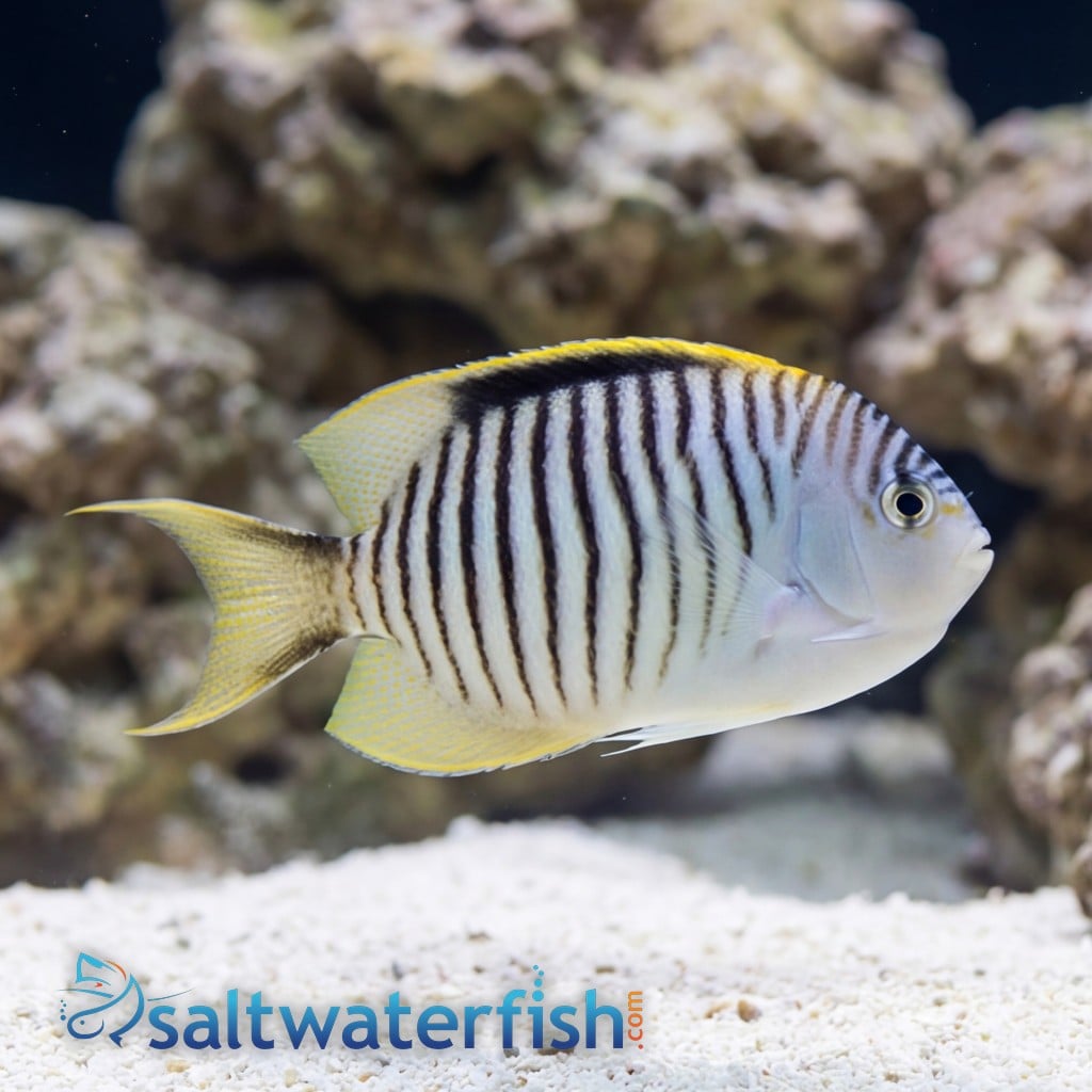 Zebra Angelfish