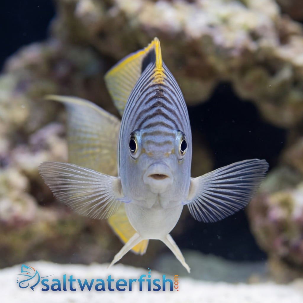 Zebra Angelfish