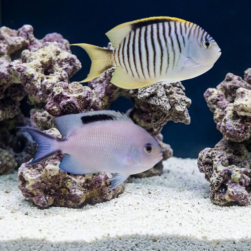Zebra Angelfish