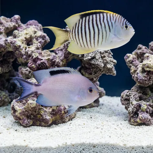 Zebra Angelfish