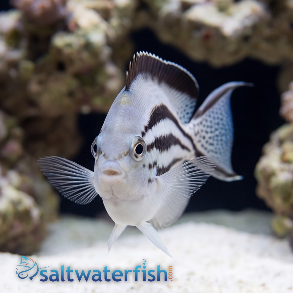 Lamarck Angelfish