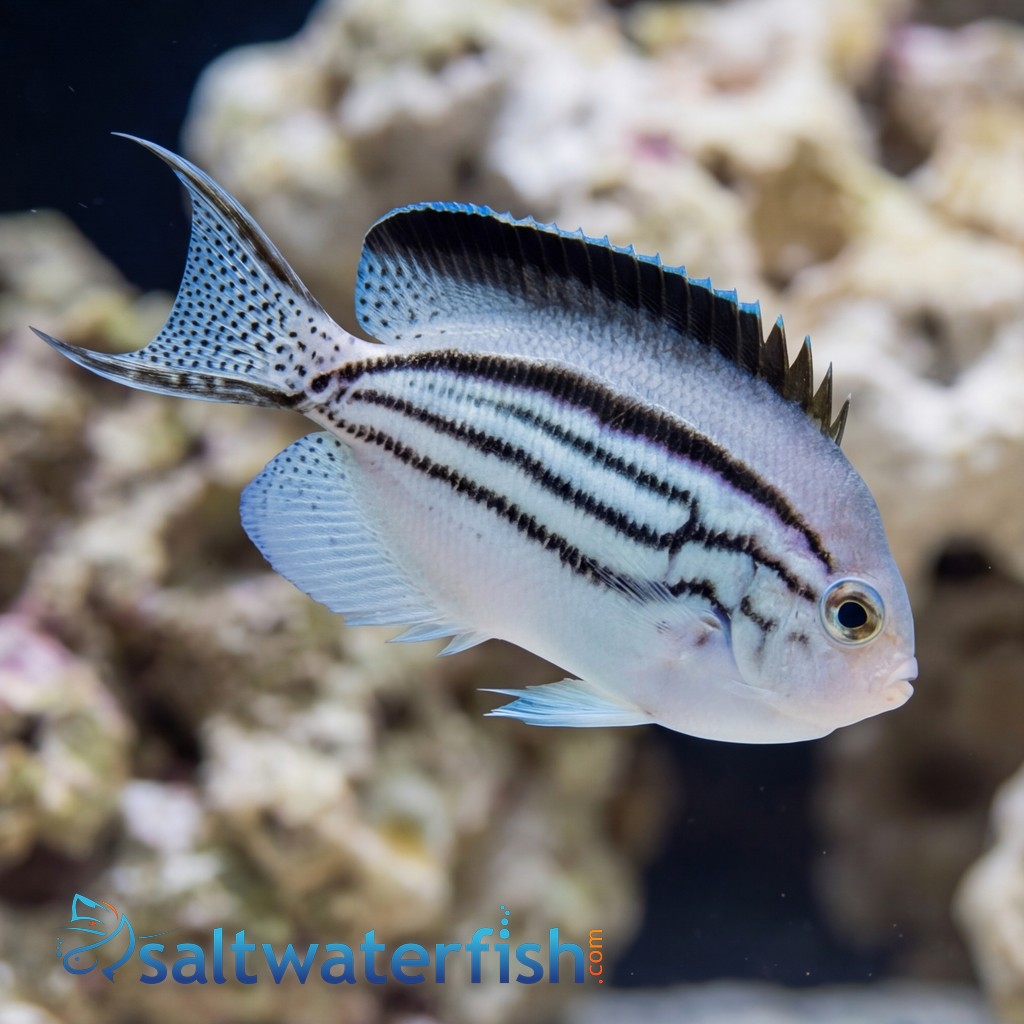 Lamarck Angelfish