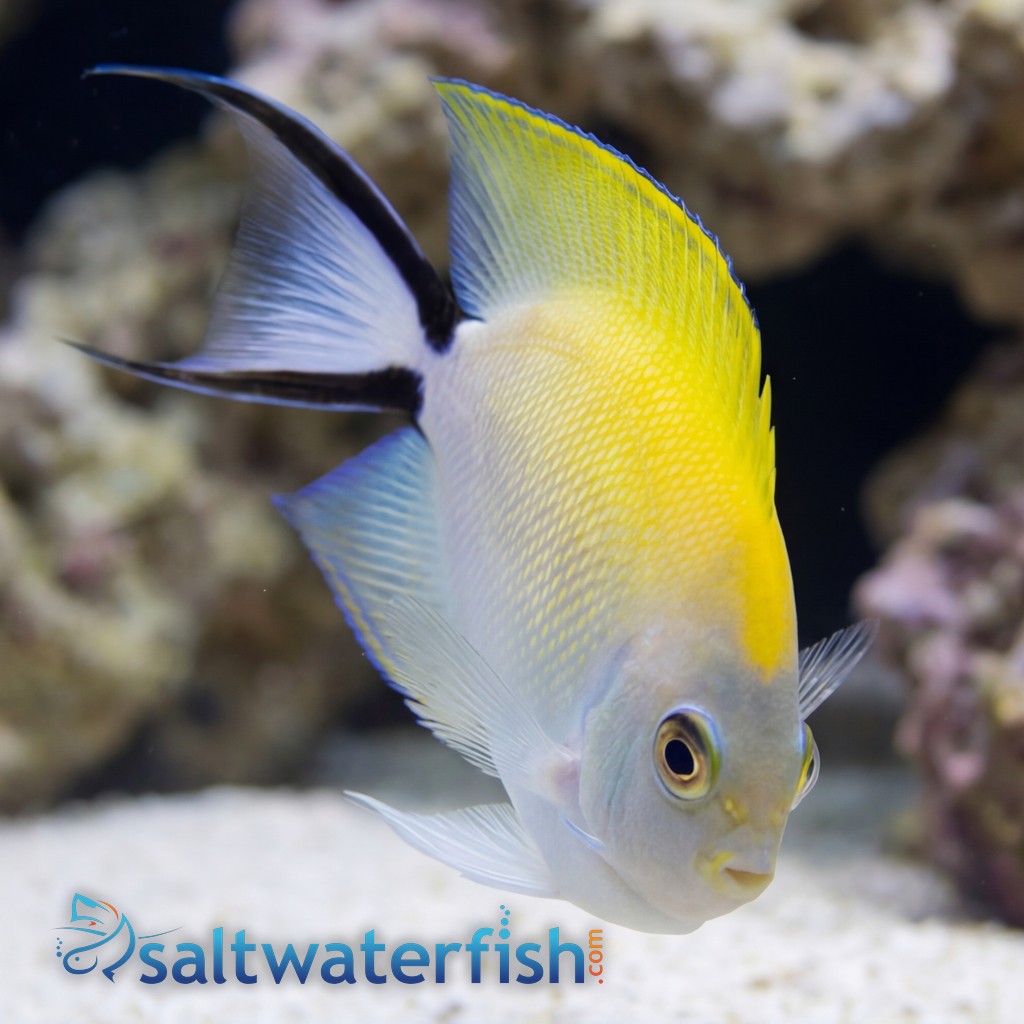 Japanese Swallowtail Angelfish