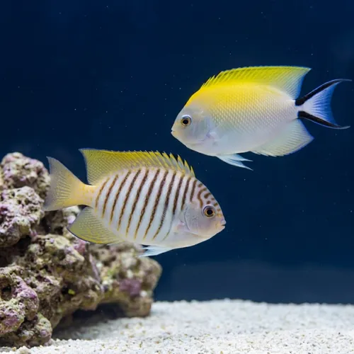 Japanese Swallowtail Angelfish