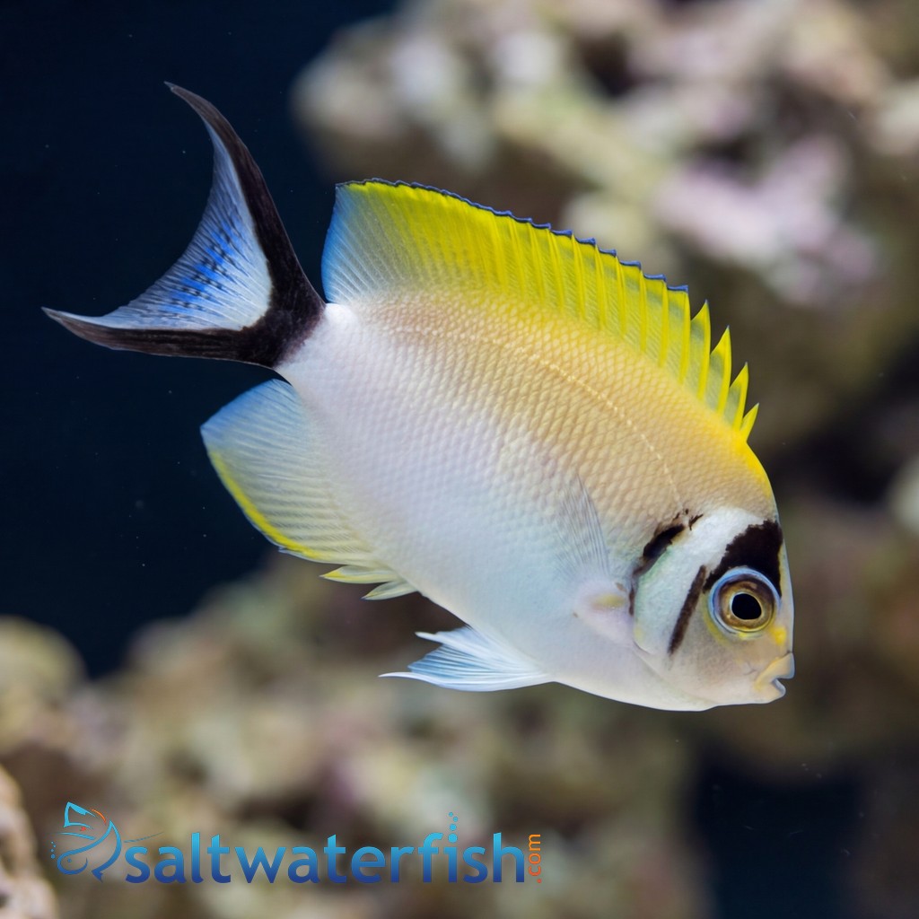 Masked Swallowtail Angelfish