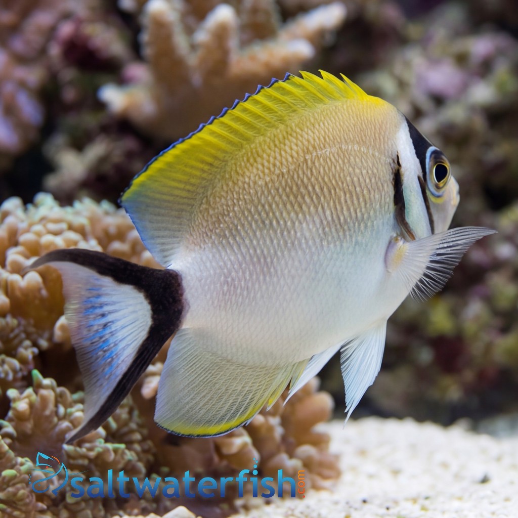 Masked Swallowtail Angelfish
