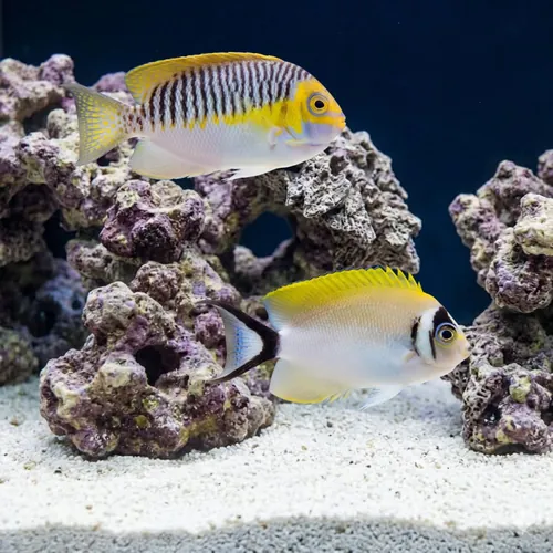 Masked Swallowtail Angelfish