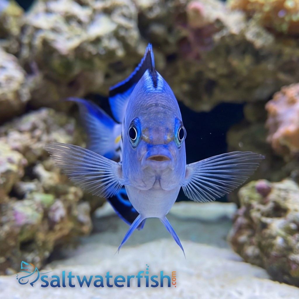 Watanabei Angelfish