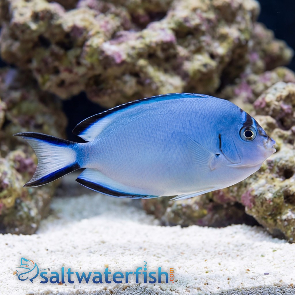 Watanabei Angelfish
