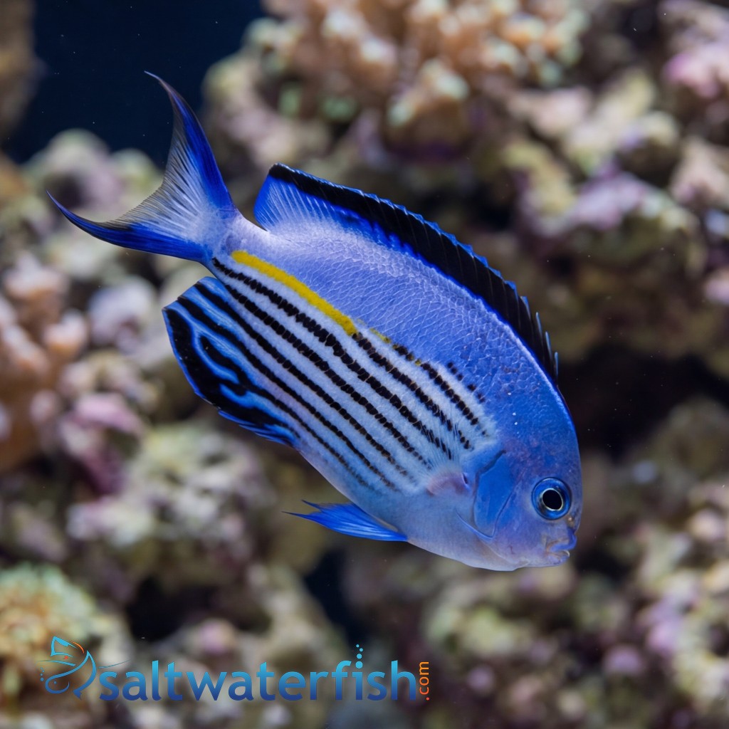 Watanabei Angelfish