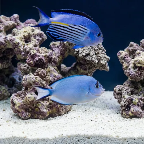 Watanabei Angelfish