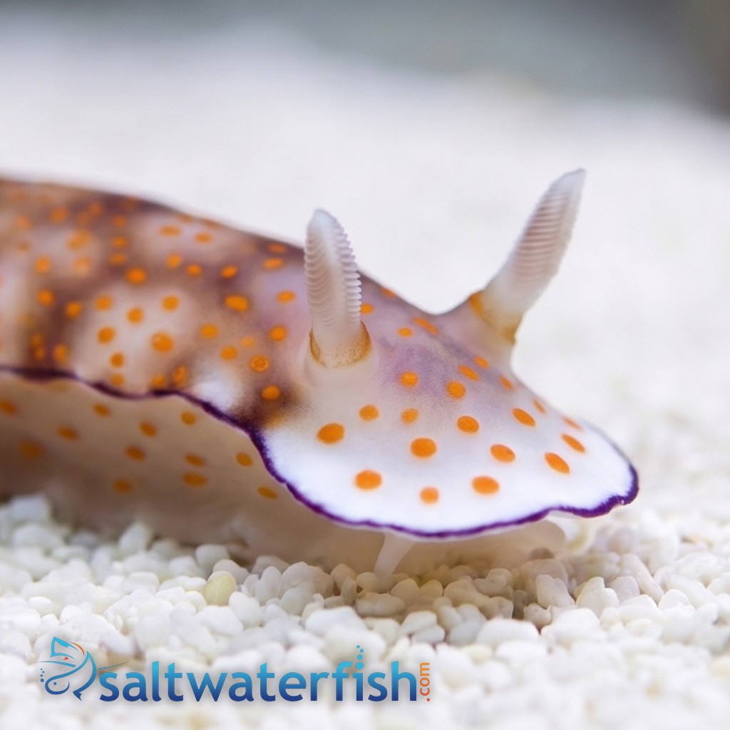 Assorted Sea Slug: Fancy Color