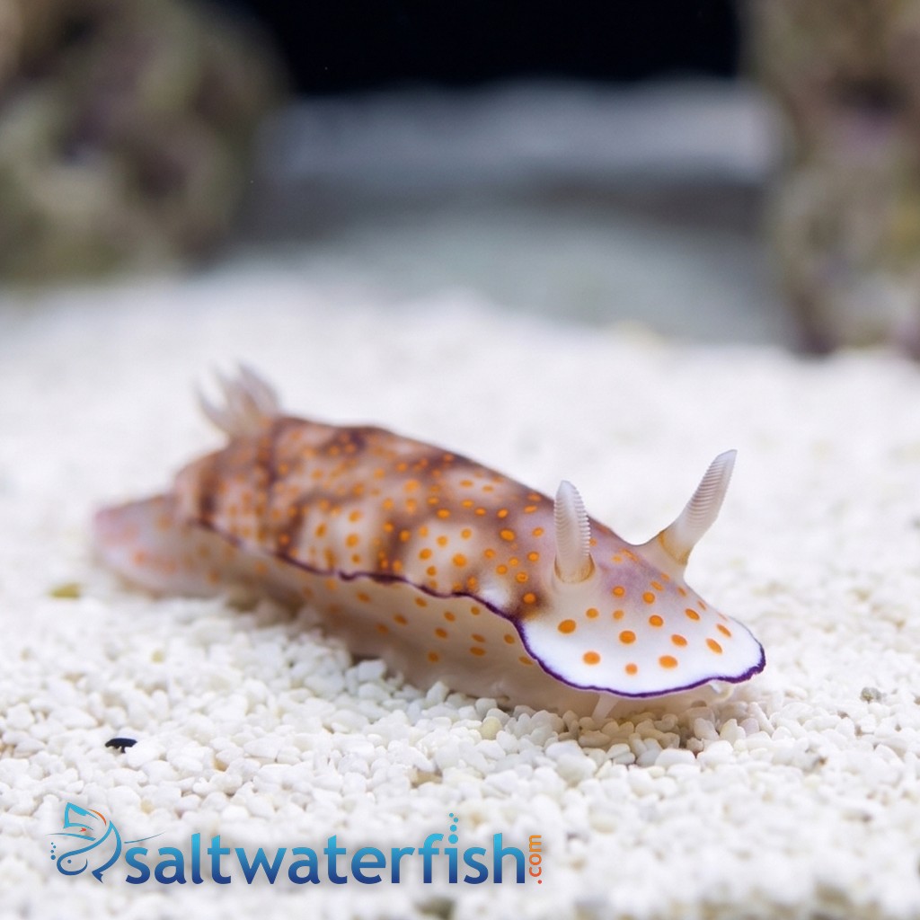 Assorted Sea Slug: Fancy Color