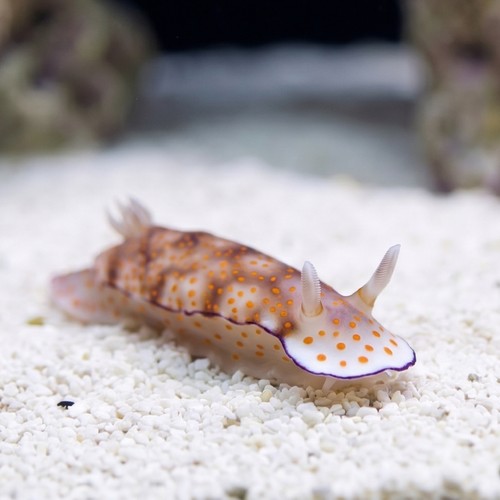 Assorted Sea Slug: Fancy Color