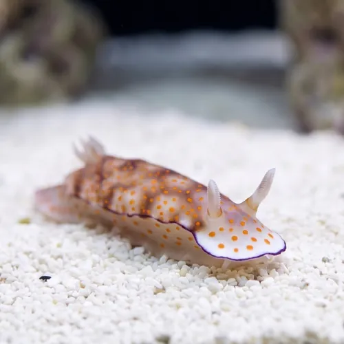 Assorted Sea Slug: Fancy Color