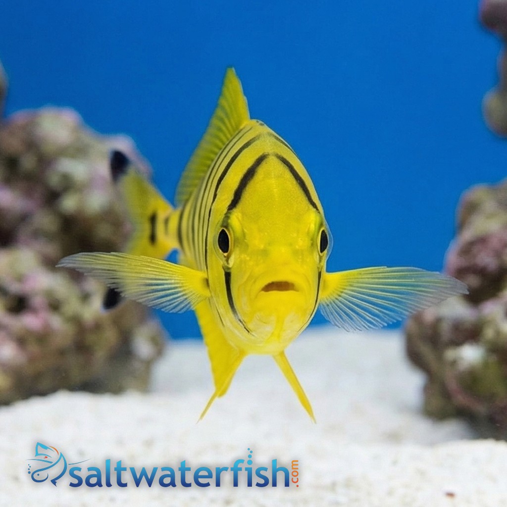 Golden Trevally Pilotfish