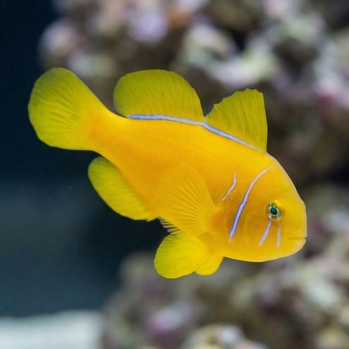 Citron Clown Goby - Fiji - MAC Certified