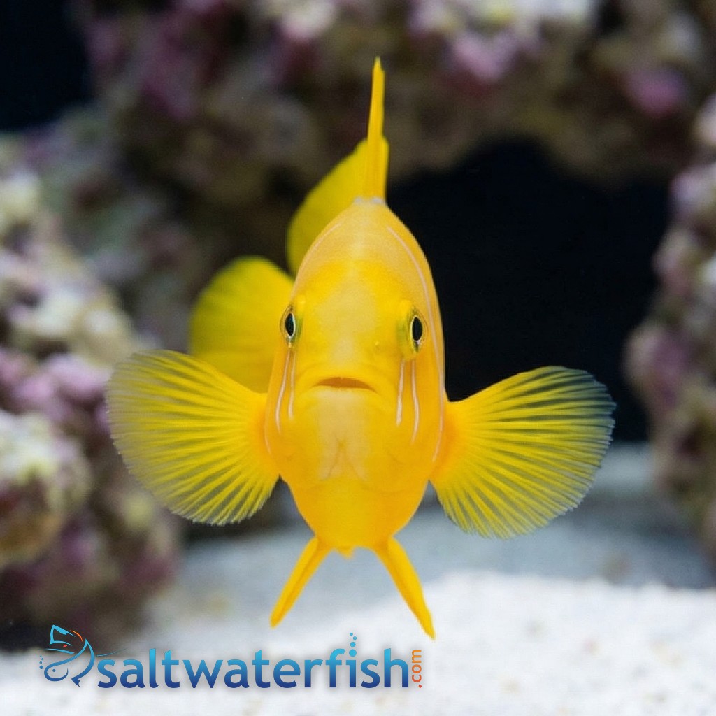 Citron Clown Goby