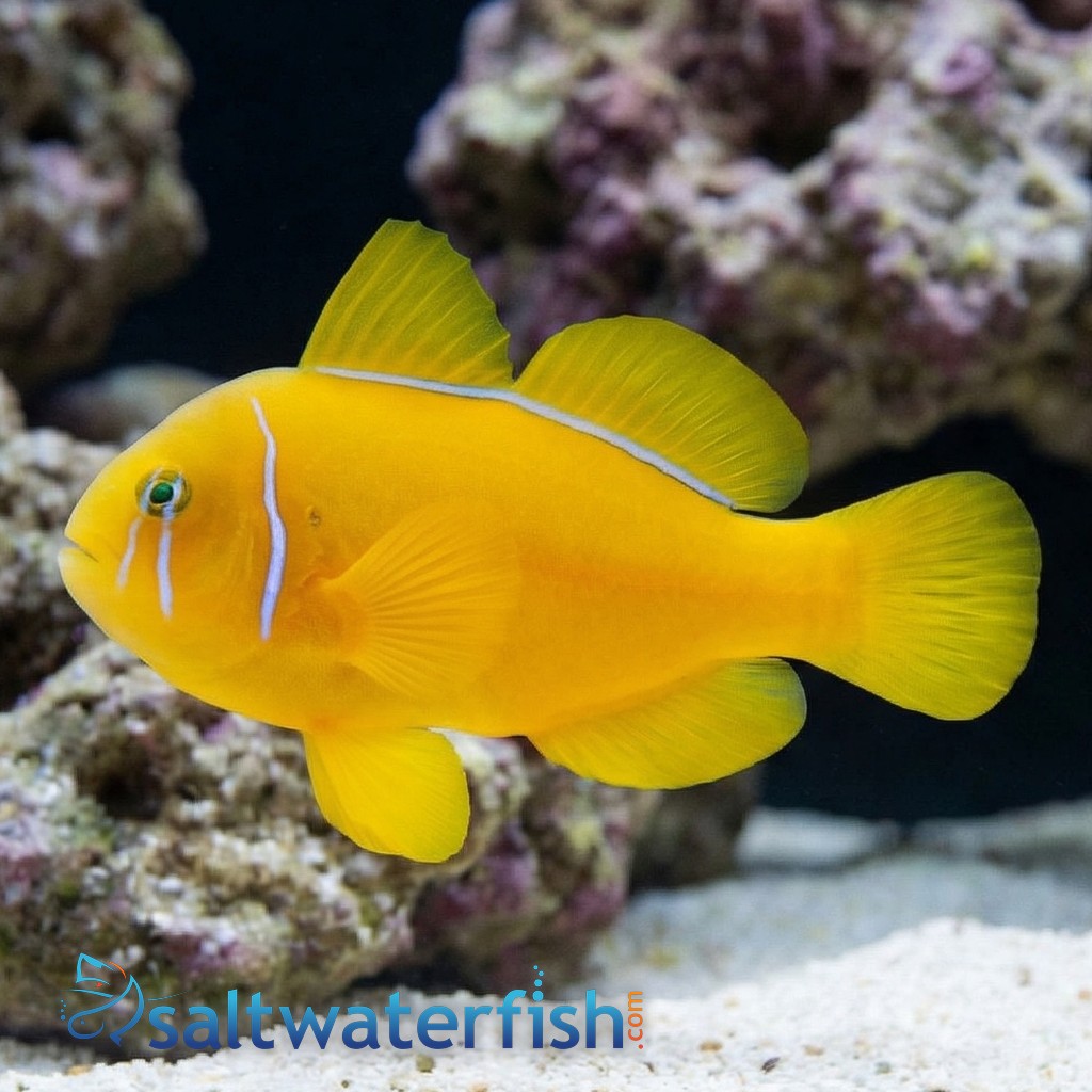 Citron Clown Goby