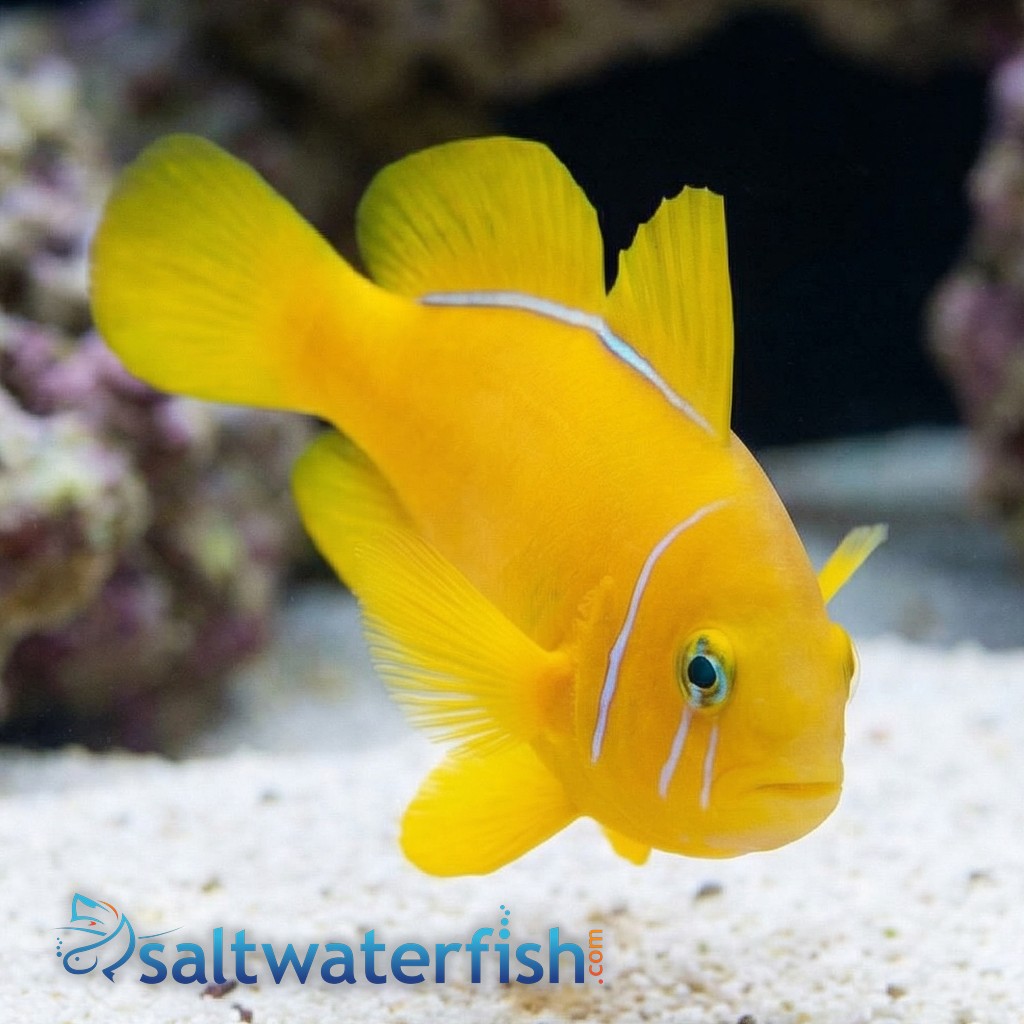 Citron Clown Goby