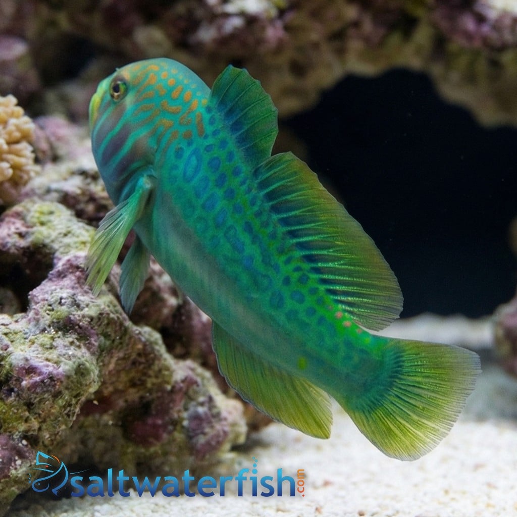 Green Clown Goby