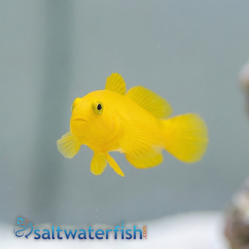 Yellow Clown Goby